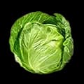 Fresh Cabbage