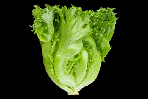 Green Curly Lettuce
